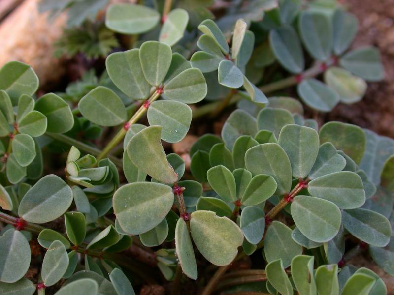 Coronilla valentina